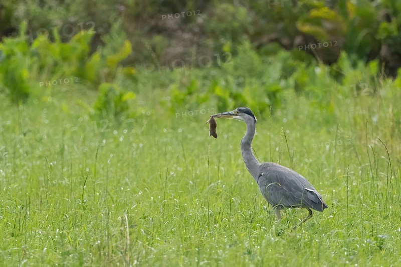 A grey heron (Ardea cinerea) stands in a meadow and holds a mouse in its beak, Hesse, Germany