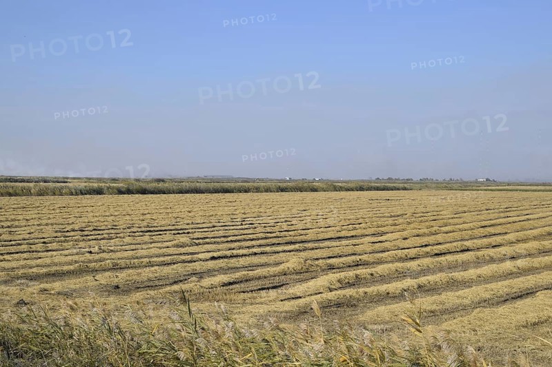 Harvesting rice in the fields. Atyrau, Kazakhstan
