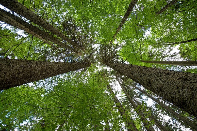 View Up Into Conifer Tree Crowns (Pinus Sylvestris) Of An Old Forest In Austria