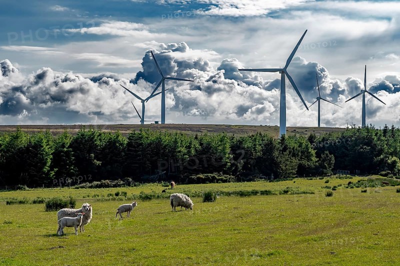Rural Farmland Landscape With Sheep And Rotating Wind Turbines For Renewable Energy Production In Scotland, United Kingdom