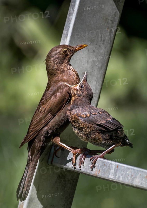Young Eurasian Blackbird (Turdus Merula) Fledgling Sits On Ladder and Gets Fed With Insect By Its Mother, Austria