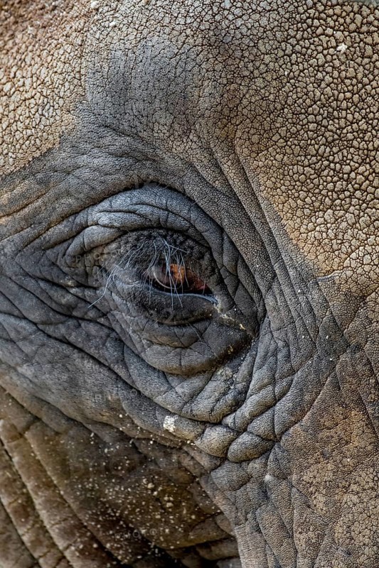Head Of An Old African Elephant With Wrinkled Skin, Captive In Zoo Schönbrunn In Vienna, Austria