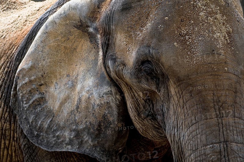 Head Of An Old African Elephant With Wrinkled Skin, Captive In Zoo Schönbrunn In Vienna, Austria