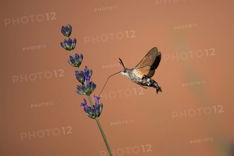 Hummingbird Hawk Moth Butterfly (Macroglossum stellatarum) Drinking Nectar From Flower During Hovering Flight, Croatia