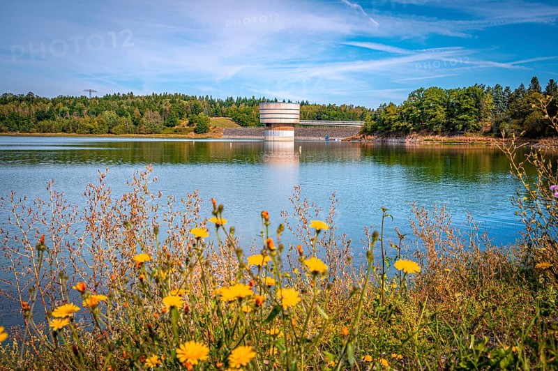 Blooming flowers on the lakeshore with a view of a tower with dam wall and forest in the background, Zeulenrodaer Meer reservoir, Zeulenroda-Triebes, Thuringia, Germany