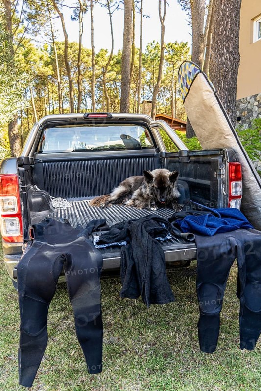 Dog resting in a pickup truck after surfing