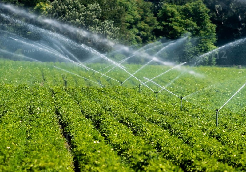 Artificial Irrigation Of A Vegetable Field With Water Sprinklers In Austria