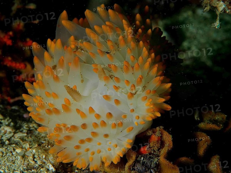 White nudibranch with orange tips, gas flame nudibranch (Bonisa nakaza) under water. Dive site False Bay, Cape of Good Hope, Cape Town, South Africa