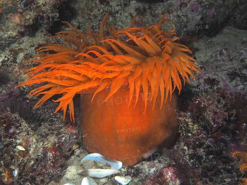 Orange sea anemone with long tentacles, false plum anemone (Pseudactinia varia), on the seabed. Dive site False Bay, Cape of Good Hope, Cape Town, South Africa