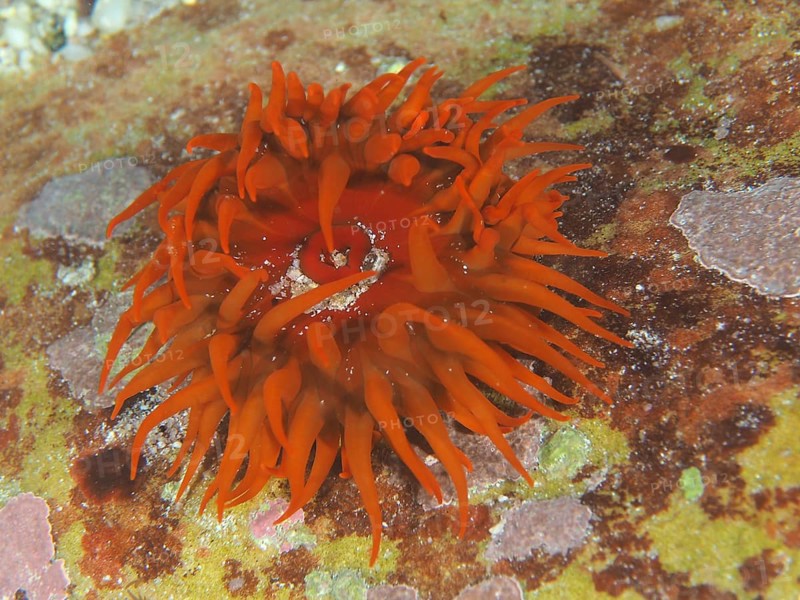 Bright orange sea anemone, false plum anemone (Pseudactinia varia), on the seabed. Dive site False Bay, Cape of Good Hope, Cape Town, South Africa