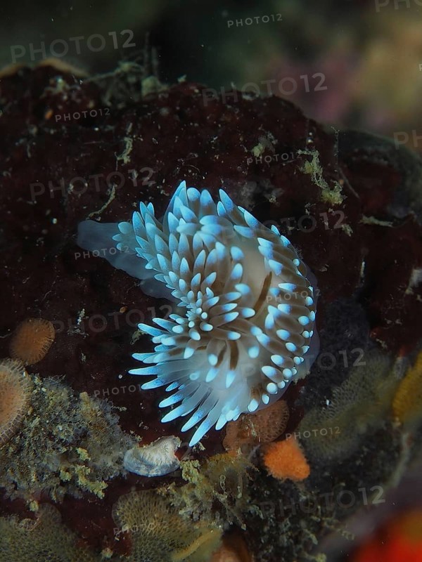 Glowing blue nudibranch, gas flame nudibranch (Bonisa nakaza), on a substrate in the sea