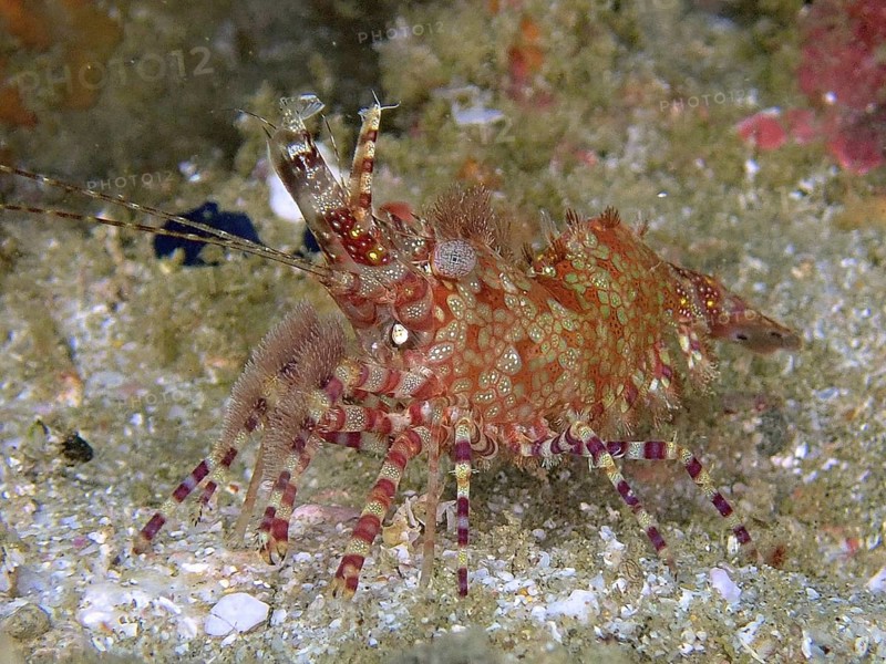 Red-green patterned common marbled shrimp (Saron marmoratus) crawling on a sandy substrate. Dive site Sodwana Bay National Park, Maputaland Marine Reserve, KwaZulu Natal, South Africa