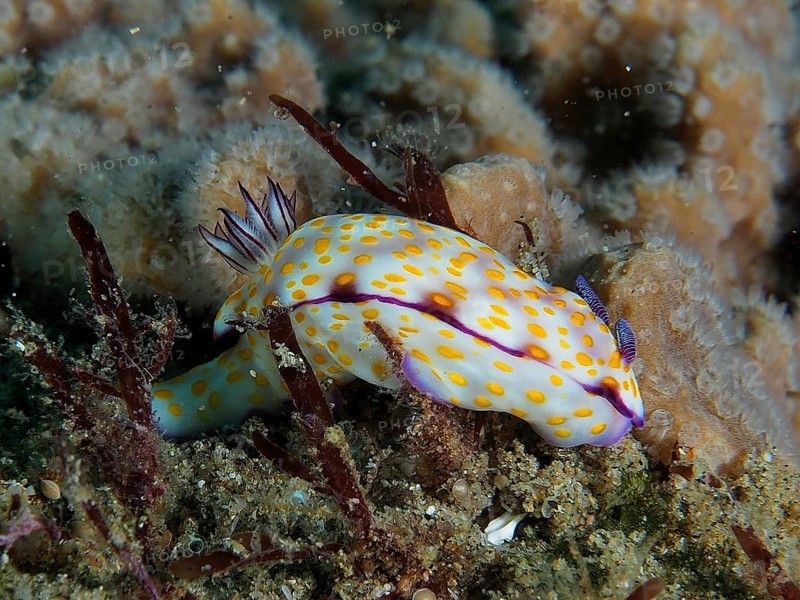 White nudibranch with yellow dots, magnificent star snail (Hypselodoris ghardaqana), resting on coral bottom covered with algae