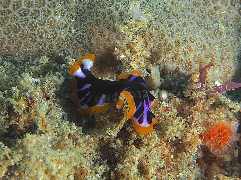 Yellow-black whirlpool worm (Pseudoceros) on a coral reef in the sea. Dive site Sodwana Bay National Park, Maputaland Marine Reserve, KwaZulu Natal, South Africa