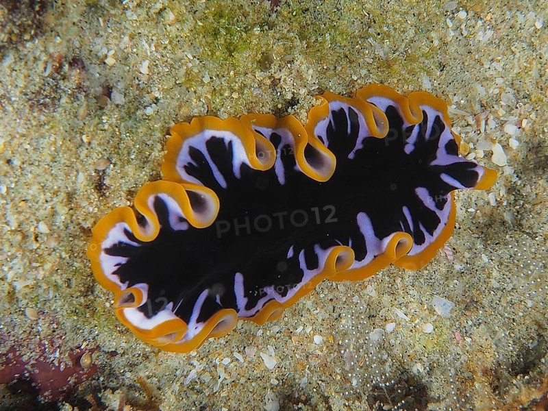 Yellow-black swirl worm (Pseudoceros) with wavy orange-black patterns on the seabed. Dive site Sodwana Bay National Park, Maputaland Marine Reserve, KwaZulu Natal, South Africa