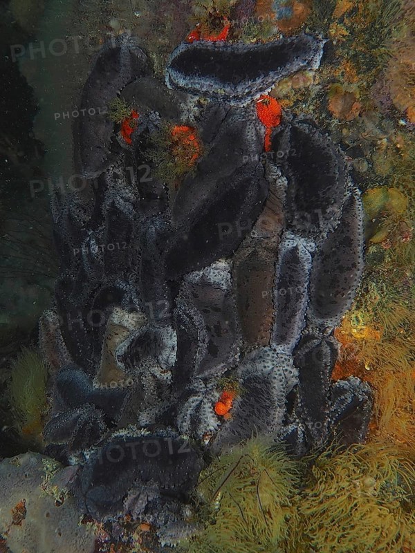Cape Town sea cucumber (Hemiocnus insolens), sea cucumber, with rough texture. Dive site False Bay, Cape of Good Hope, Cape Town, South Africa