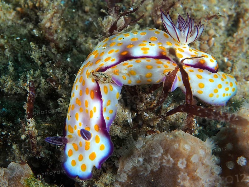 A colourful nudibranch with yellow dots and purple details, Hypselodoris ghardaqana, on a seabed. Dive site Sodwana Bay National Park, Maputaland Marine Reserve, KwaZulu Natal, South Africa