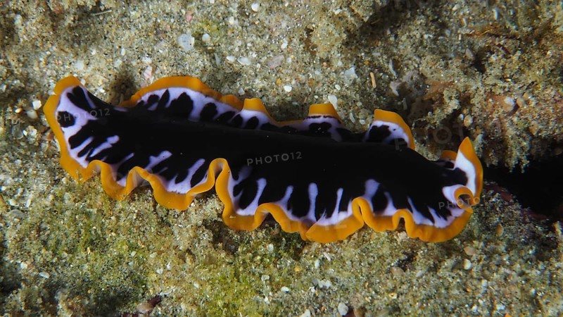 Yellow-black whirlpool worm (Pseudoceros) with wavy edges on a sandy seabed, contrasting colours. Dive site Sodwana Bay National Park, Maputaland Marine Reserve, KwaZulu Natal, South Africa