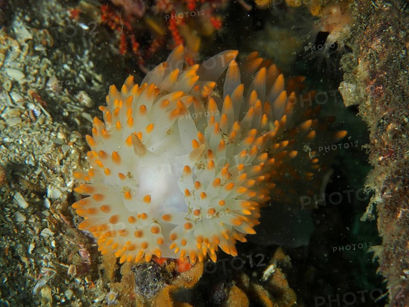 Nudibranch with white and orange dots, gas flame nudibranch (Bonisa nakaza), in an underwater environment