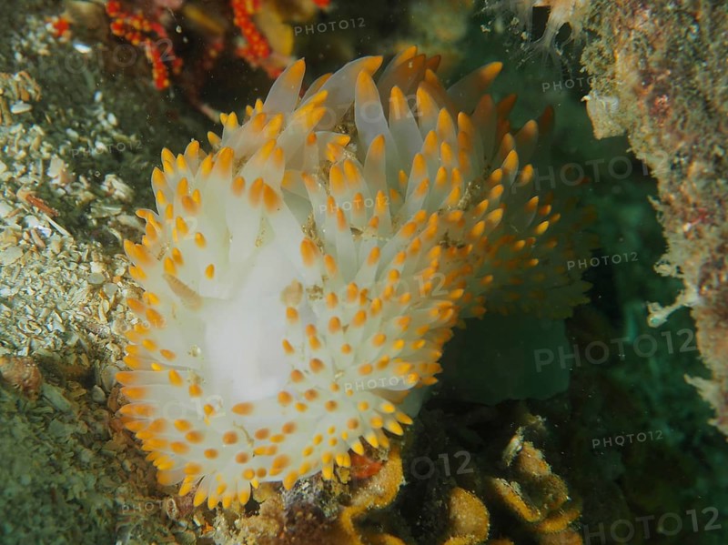 Orange and white gas flame nudibranch (Bonisa nakaza) on a rocky substrate