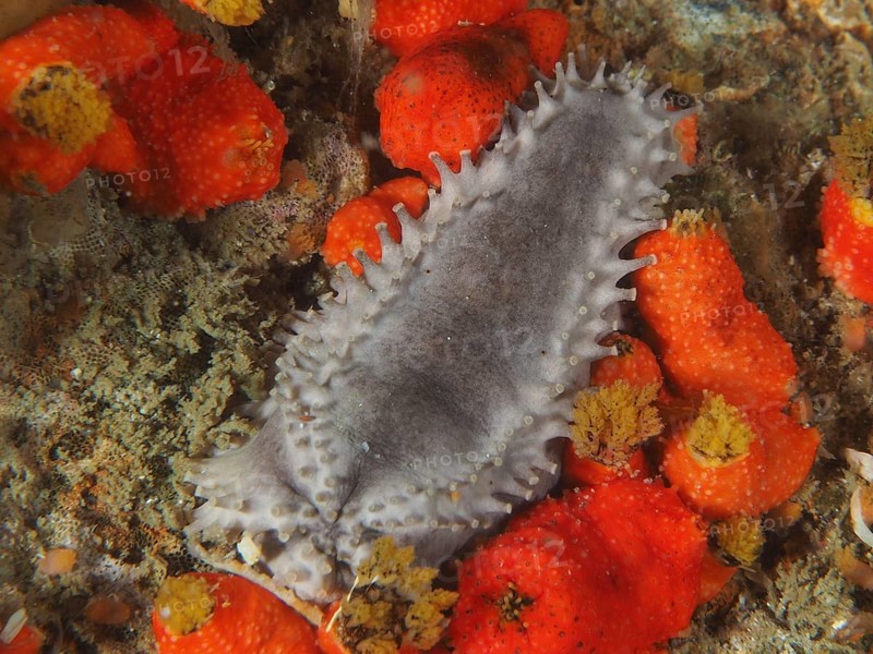 Grey sea cucumber with spines, Cape Town sea cucumber (Hemiocnus insolens), between orange-coloured sponges on the seabed. Dive site False Bay, Cape of Good Hope, Cape Town, South Africa