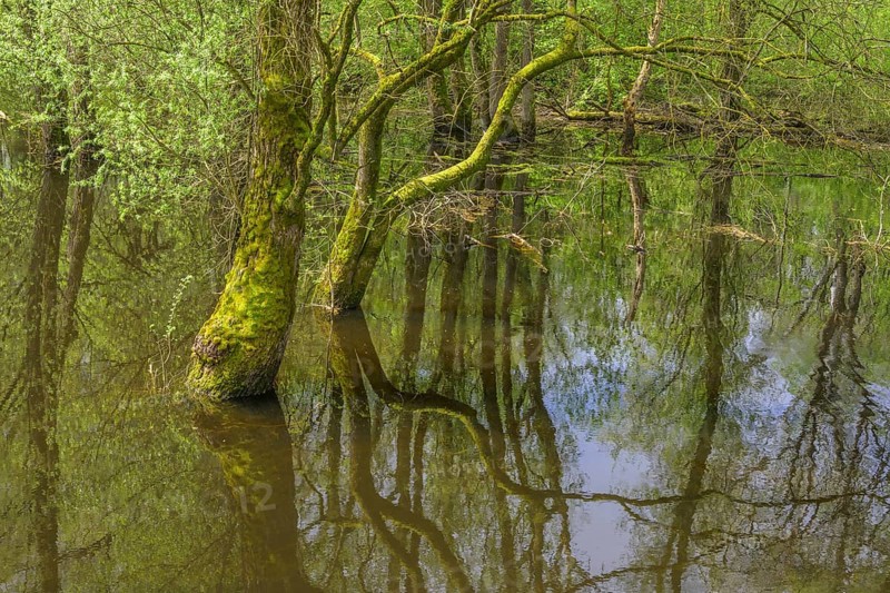 Submerged alluvial forest on an oxbow lake of the Sava, Cigoc, Sisak-Moslavina County, Croatia