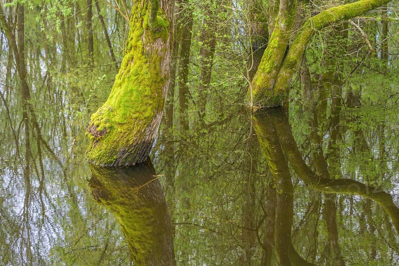 Submerged alluvial forest on an oxbow lake of the Sava, Cigoc, Sisak-Moslavina County, Croatia