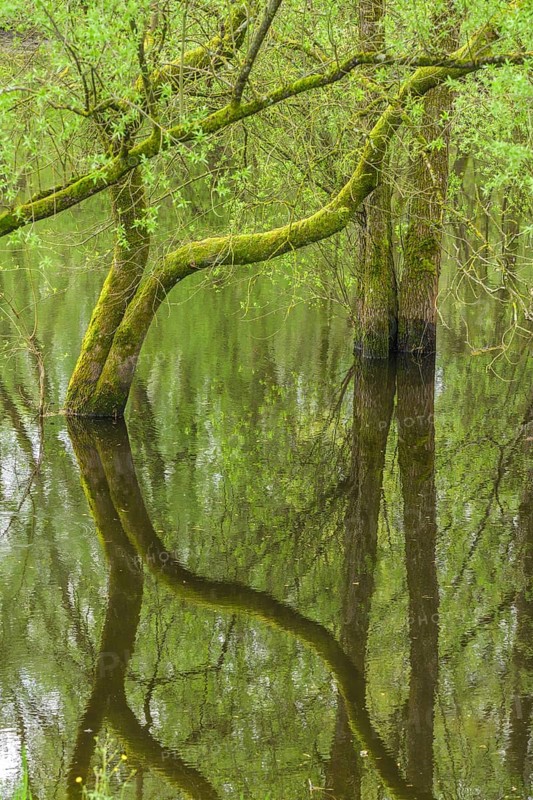 Submerged alluvial forest on an oxbow lake of the Sava, Cigoc, Sisak-Moslavina County, Croatia
