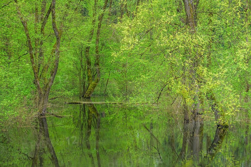 Submerged alluvial forest on an oxbow lake of the Sava, Cigoc, Sisak-Moslavina County, Croatia