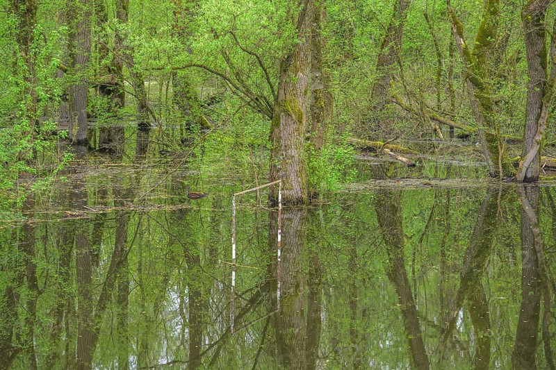 Football goal by a submerged alluvial forest on an oxbow lake of the Sava, Cigoc, Sisak-Moslavina County, Croatia
