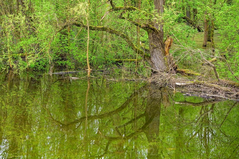 Submerged alluvial forest on an oxbow lake of the Sava, Cigoc, Sisak-Moslavina County, Croatia