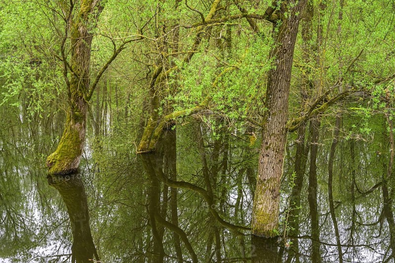 Submerged alluvial forest on an oxbow lake of the Sava, Cigoc, Sisak-Moslavina County, Croatia