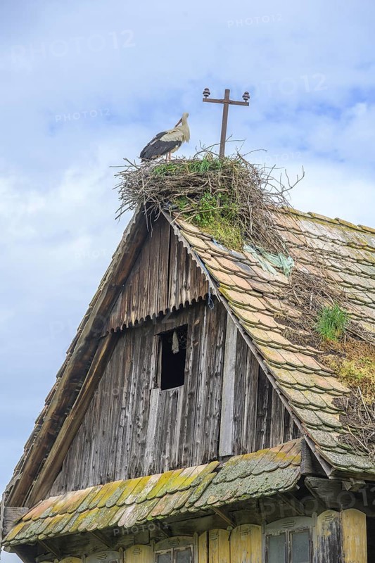 Old dilapidated wooden house with stork's nest, Cigoc, Sisak-Moslavina County, Croatia