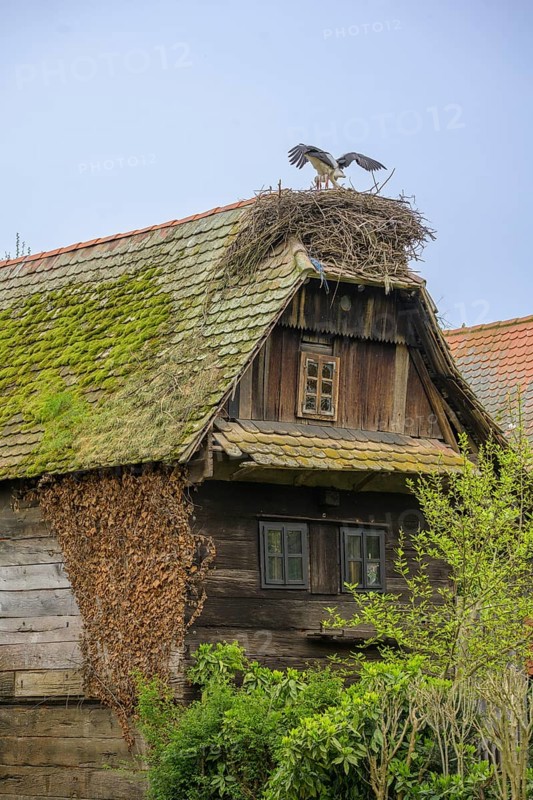 Stork on a nest on the roof of an old wooden house, Cigoc, Sisak-Moslavina County, Croatia