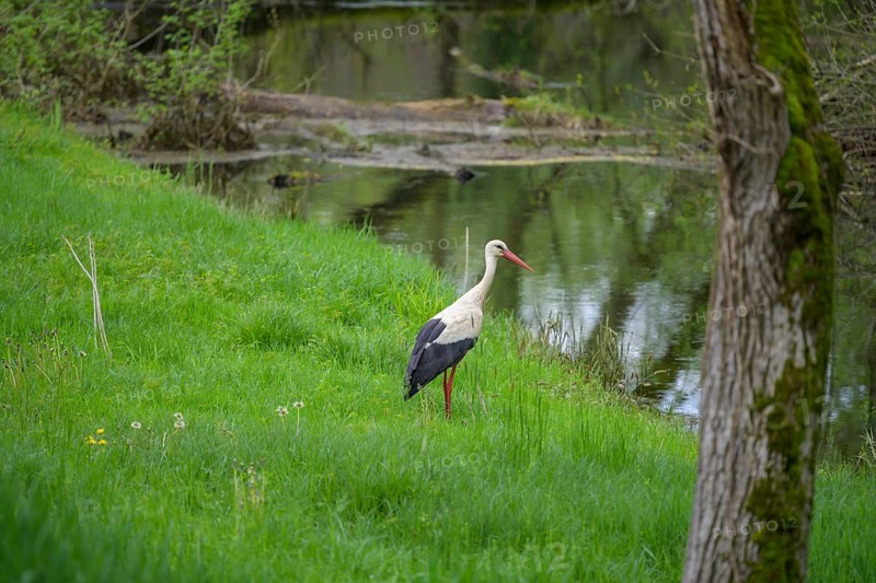 Stork foraging on an oxbow lake of the Sava, Cigoc, Sisak-Moslavina County, Croatia