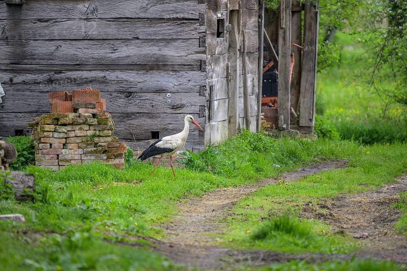 Stork foraging in front of a woodshed, Cigoc, Sisak-Moslavina County, Croatia