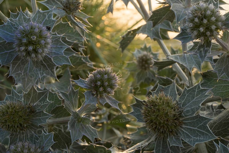 Beach thistle (Eryngium maritimum) with spiny leaves and inflorescences in close-up, in warm evening light, Schillig beach, Lower Saxony, Germany