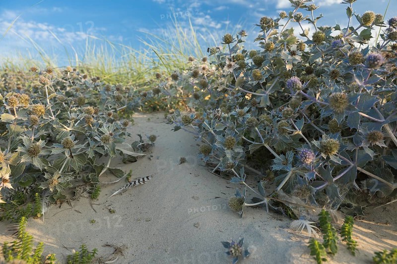 Sea thistle (Eryngium maritimum) in the dunes, in the warm evening light, with a single striped bird feather on the sand, Schillig beach, Lower Saxony, Germany