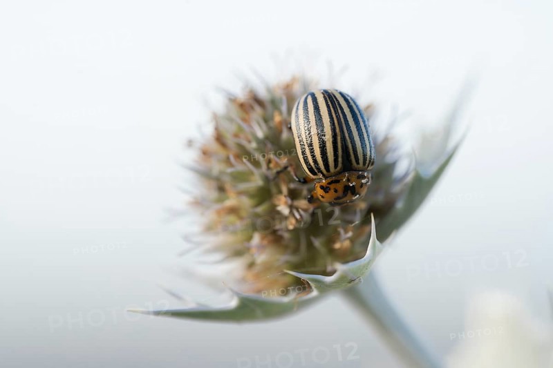 Colorado potato beetle (Leptinotarsa decemlineata), close-up on a flower of the sea thistle (Eryngium maritimum) in the dune area, Schillig beach, Lower Saxony, Germany