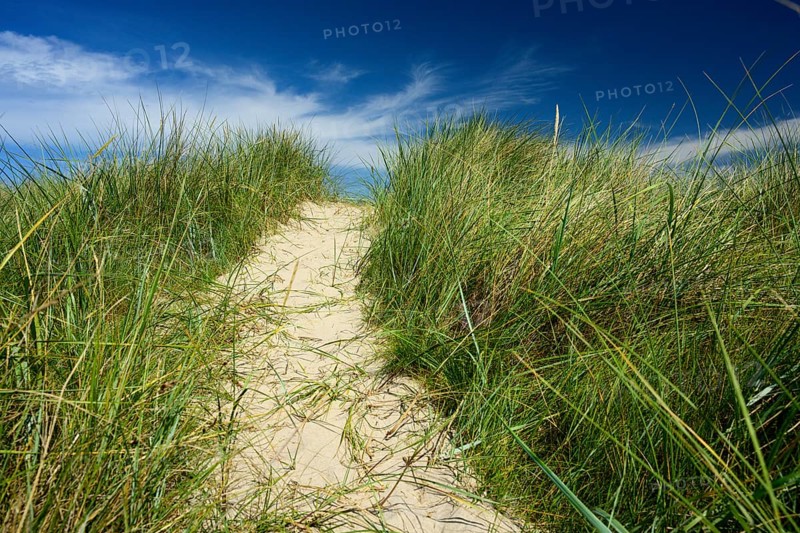 Sandy path with tall marram grass (Ammophila arenaria) under a blue sky with light clouds, Schillig, Lower Saxony, Germany