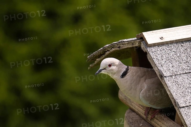 Eurasian collared dove (Streptopelia decaocto), sitting on the side of an old wooden birdhouse against a green background, Dortmund, North Rhine-Westphalia, Germany