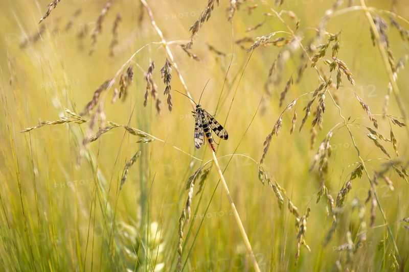 Common scorpionfly (Panorpa communis), close-up sitting between grasses, green background, in the evening light, Diemelsee, Hesse, Germany