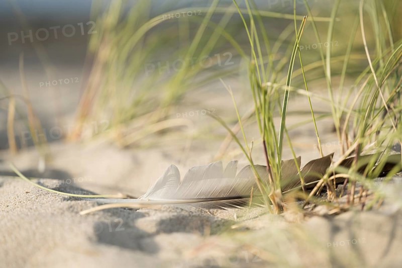 Marram grass (Ammophila arenaria) with a single feather in the sand, close-up in the dunes with the sea in the background, Schillig beach, Lower Saxony, Germany