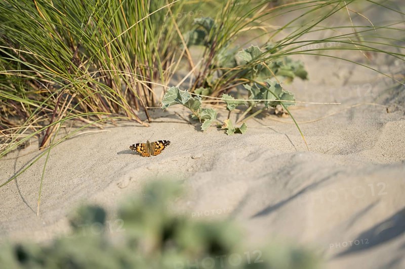 Thistle butterfly (Vanessa cardui), on sand in front of marram grass (Ammophila arenaria) and sea thistle (Eryngium maritimum) in the dunes, Schillig beach, Lower Saxony, Germany