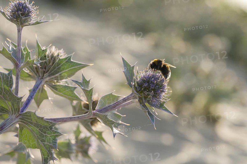 Earth bumblebee (Bombus terrestris) on the flower of the sea thistle (Eryngium maritimum), backlight at sunset, Schillig, Lower Saxony, Germany
