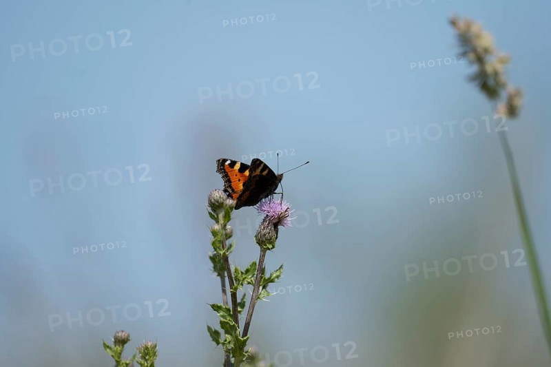 Small tortoiseshell (Aglais urticae) butterfly, on flowering pink thistle against blue sky, Schillig, Lower Saxony, Germany