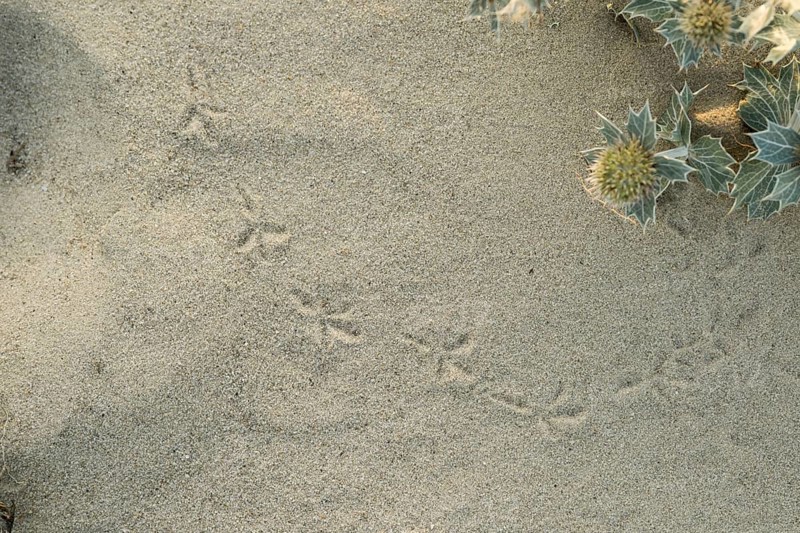 Bird tracks in the sand next to a few flowers of the sea thistle (Eryngium maritimum) in the dune area, with clearly visible footprints, Schillig beach, Lower Saxony, Germany