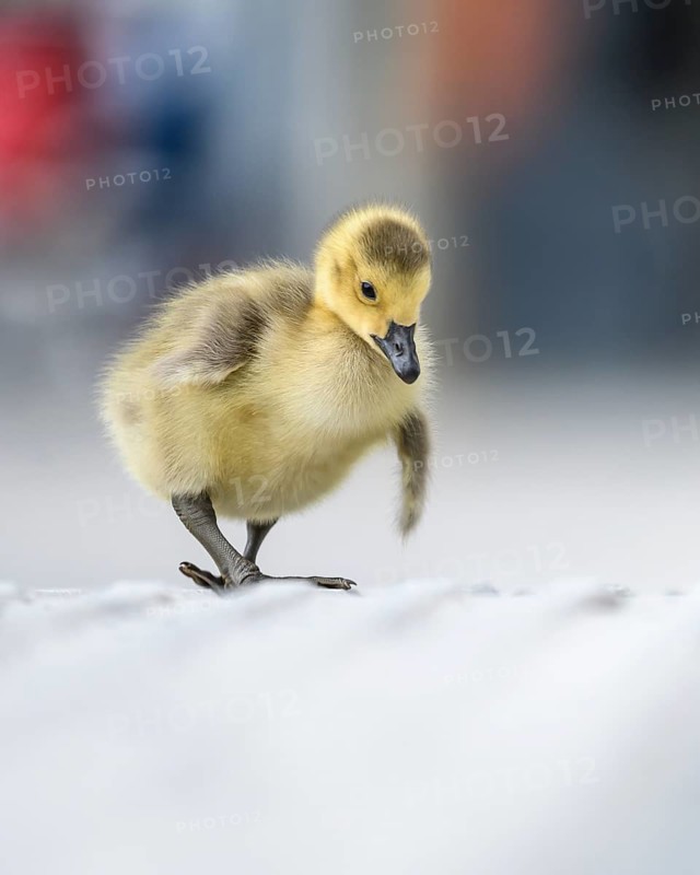 Canada goose chicks (Branta canadensis), close-up while walking along a concrete path with blurred people in the background, Phoenix Lake Dortmund, North Rhine-Westphalia, Germany