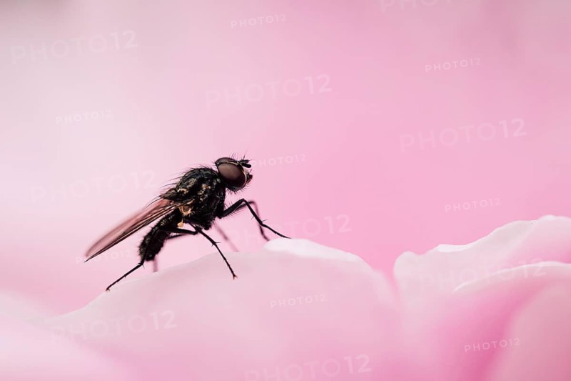 Fly (Diptera), close-up sitting on a pale pink petal of a peony, North Rhine-Westphalia, Germany