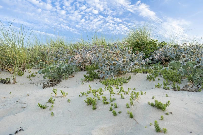 Sea thistle (Eryngium maritimum) in the dunes, wide-angle photograph with extensive stands of plants on sandy beach under blue sky, Schillig beach, Lower Saxony, Germany